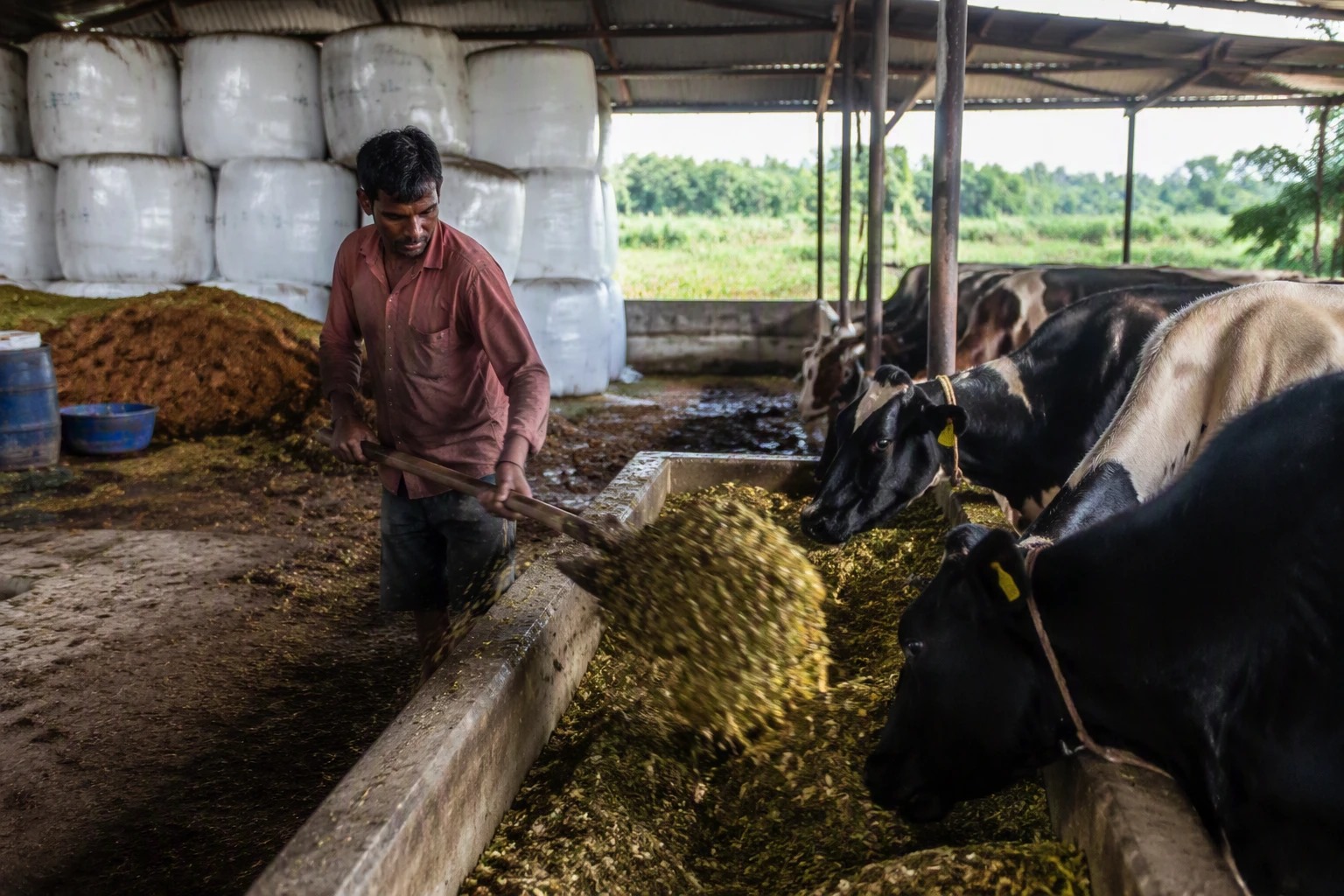 A farm worker shovelling a mixed ration into the feed alley while dairy cows eat