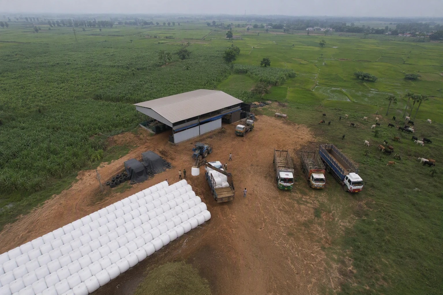 Aerial view of Veridia's integrated agri-processing facility, with silage bales, trucks and cattle